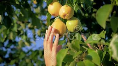 阳光明媚的夏日，女人从花园里的一棵树上摘下一颗熟梨